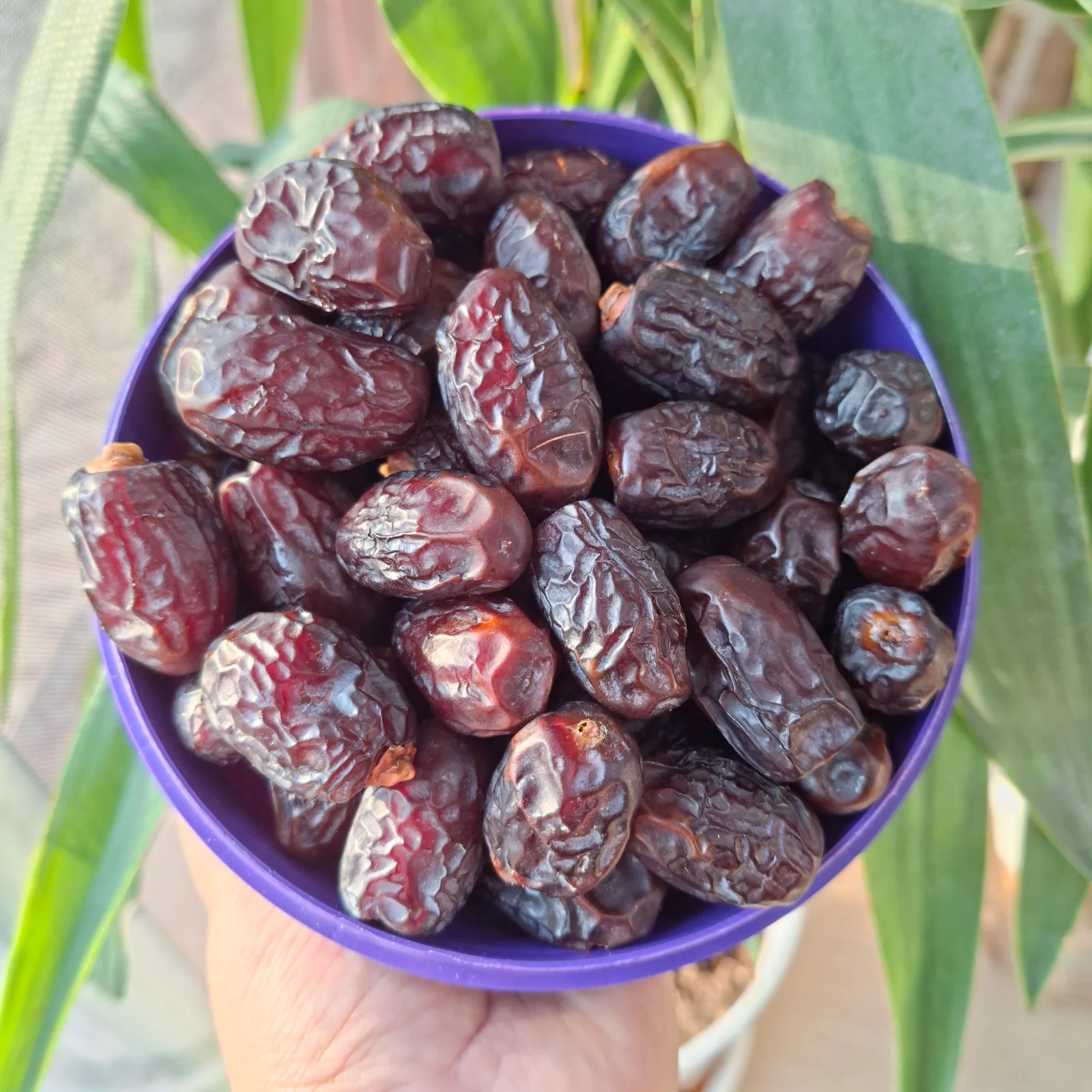 خنیزی درجه یک