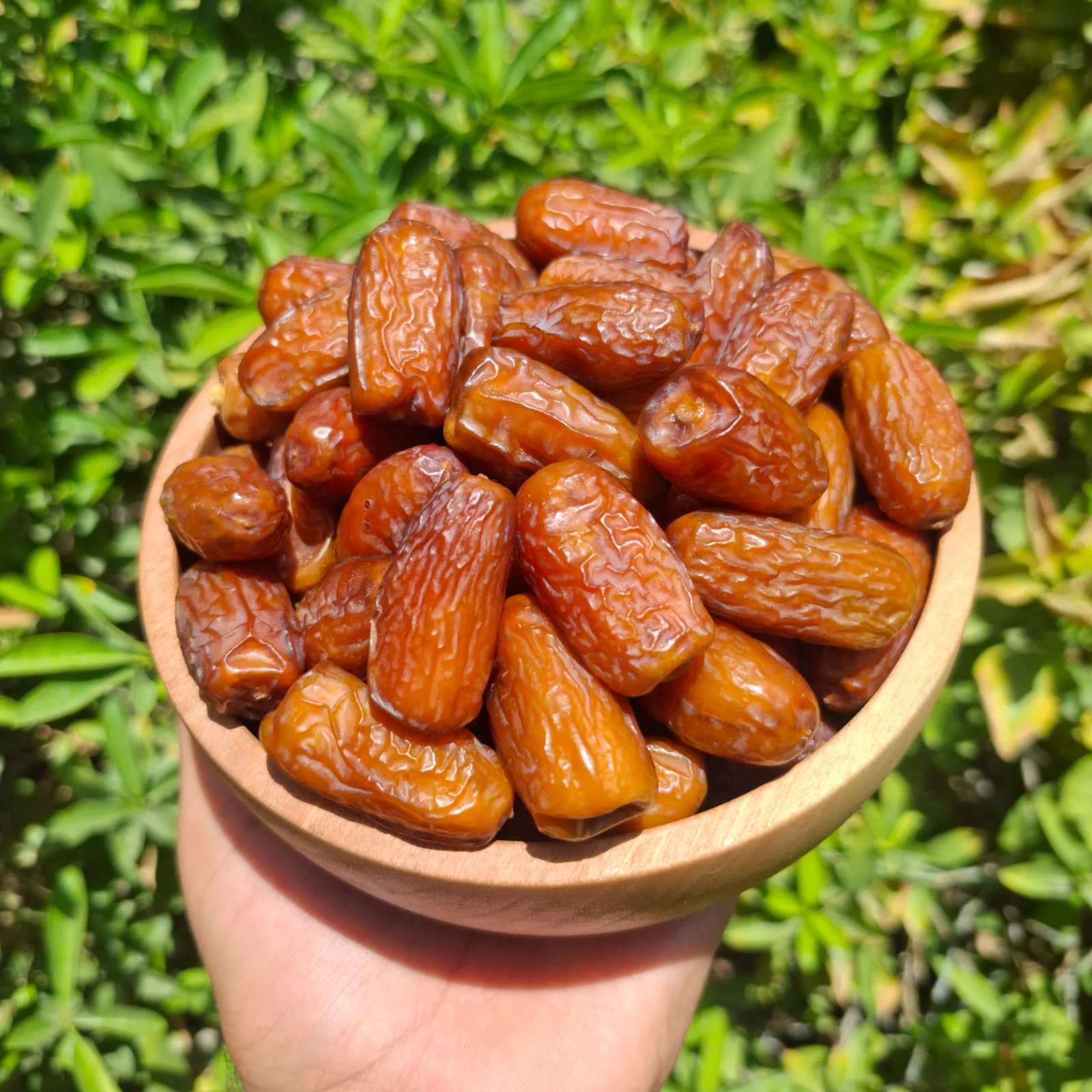 پیارم شکلاتی ۳تا۳/۵ سانتی