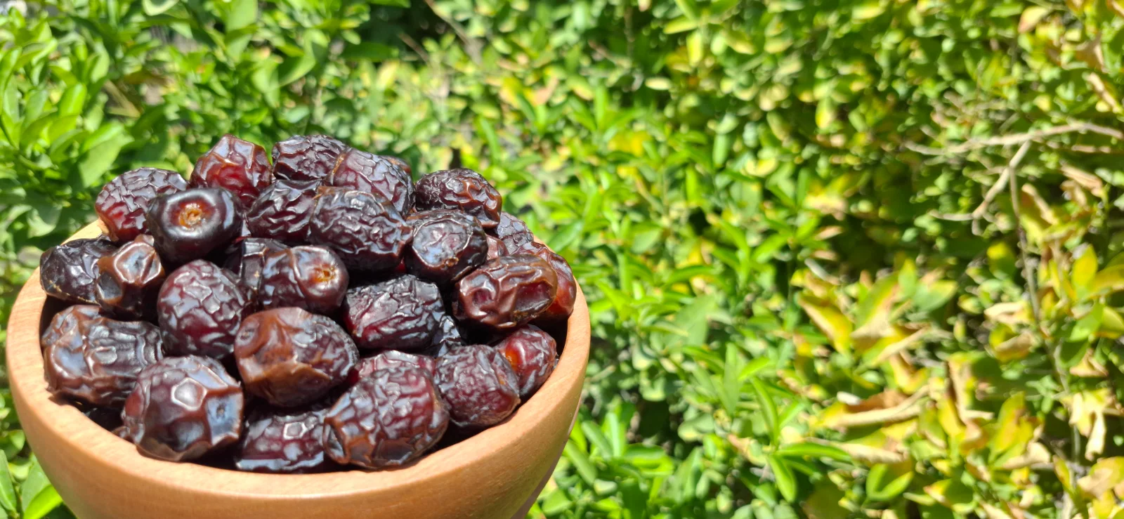 آلویی درجه یک