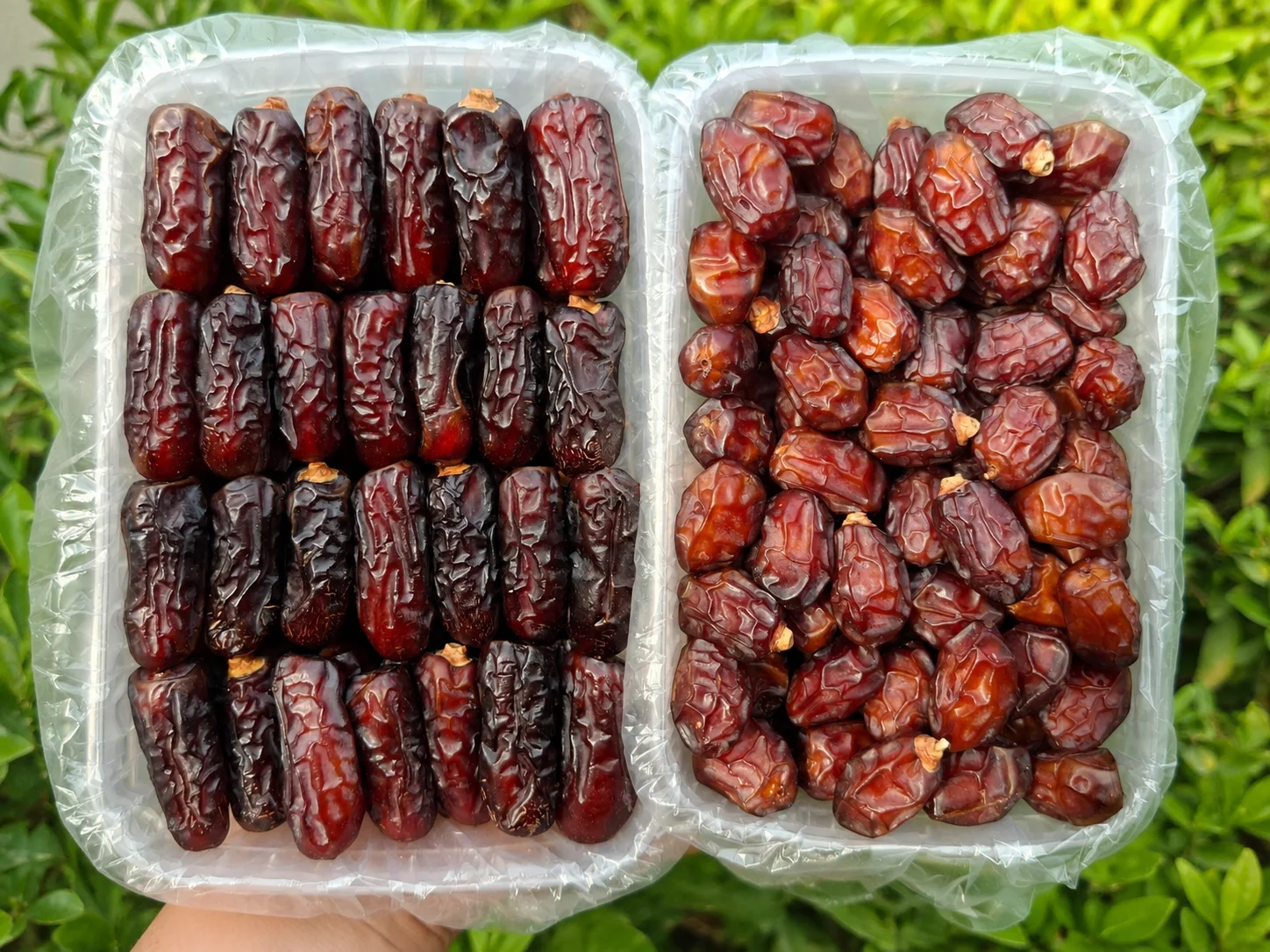پک صادراتی پیارم وخاصویی